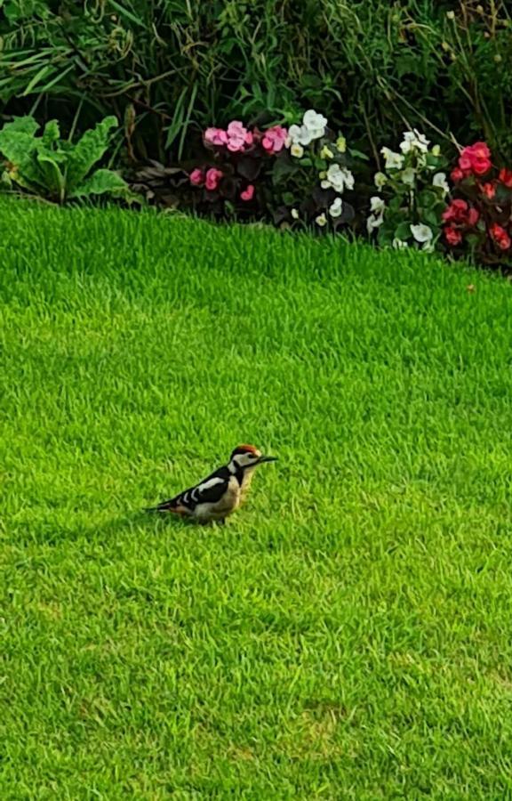 Woodpeckers Cottage Scarborough Zewnętrze zdjęcie